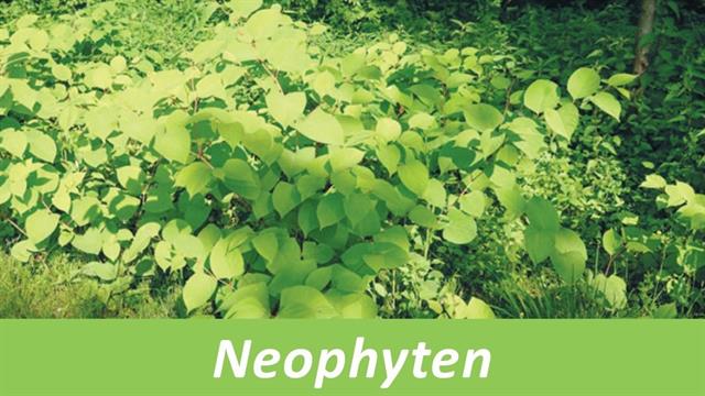 e5-Stammtisch - Neophyten